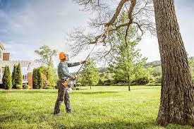 Best Tree Disease Treatment  in St Cloud, MN